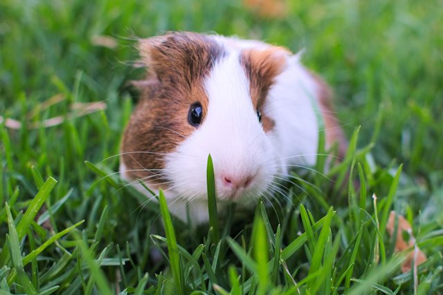 American guinea pig at Belfast Zoo