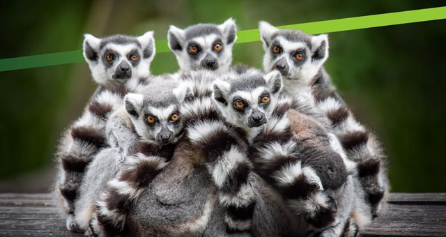 Lemur experience days
