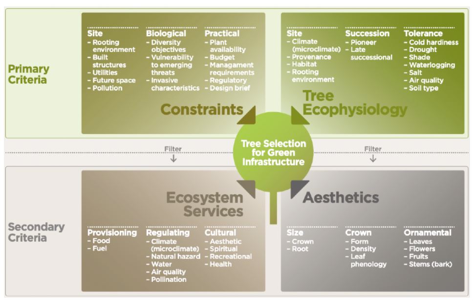 Graphic of the factors to consider for effective tree selection. Factors are split into two criteria; primary, and secondary. Primary criteria are divided into 'Constraints' (listed as site, biological, or practical limitations) and 'Tree Ecophysiology' (listed as the site, succession, or tolerance of tree species). Examples are listed for each of these factors. Secondary criteria are filtered as 'Ecosystem Services' (including provisioning, regulating, and cultural benefits), and 'Aesthetics' (refered to as the size, crown, and ornamental value of the species).