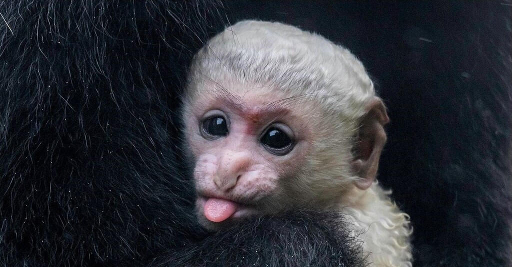 We welcome a new baby Colobus Monkey