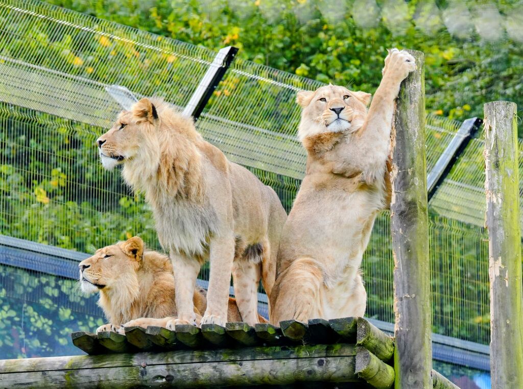 Winners of the Belfast Zoo Photography Competition 2026 have been announced