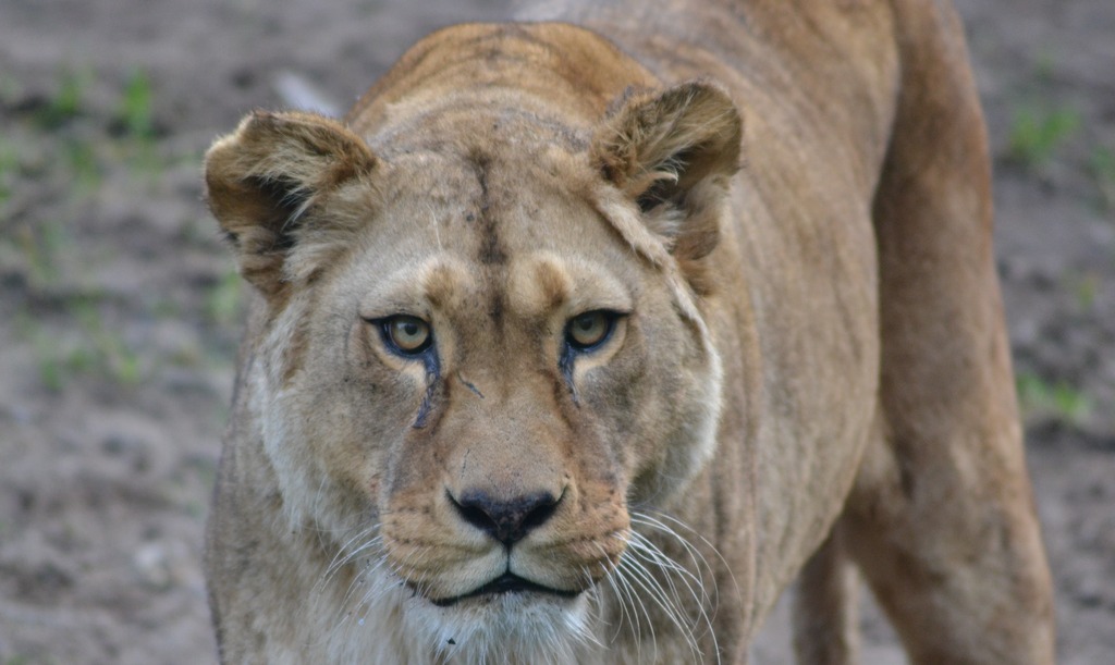 Pick up some roar-some gifts at Belfast Zoo