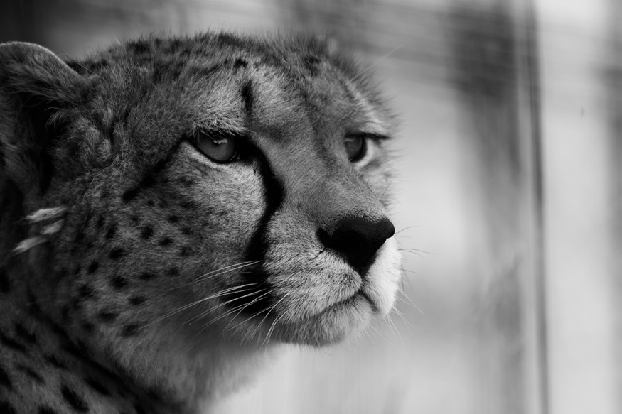 gareth-waller-wildlife-first-2025.jpg gareth-waller-wildlife-first-2025.jpg