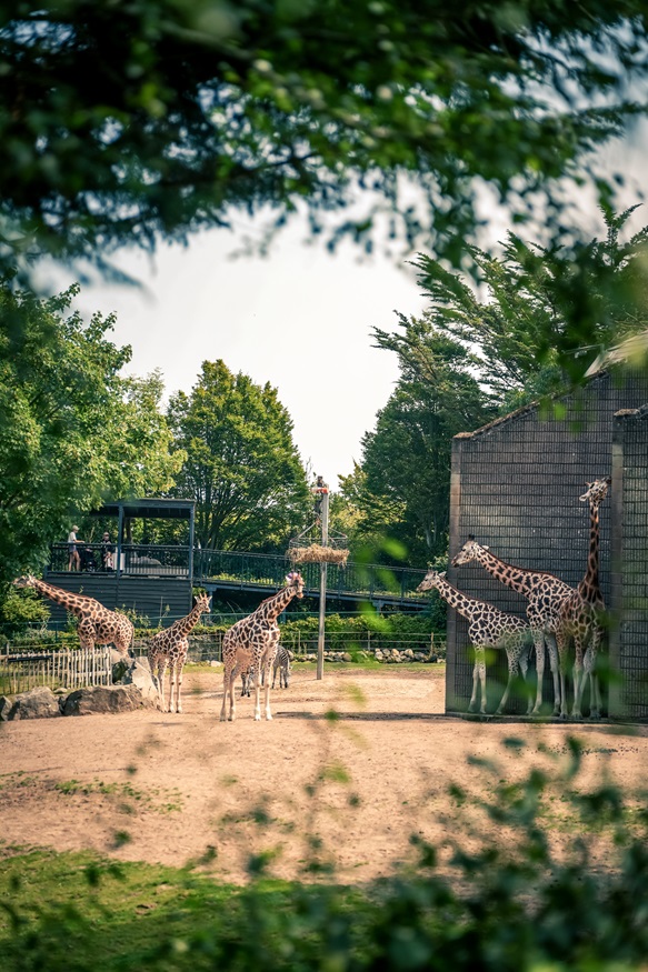 ashish-kattoor-vincent-landscape-second-prize-2025.jpg ashish-kattoor-vincent-landscape-second-prize-2025.jpg