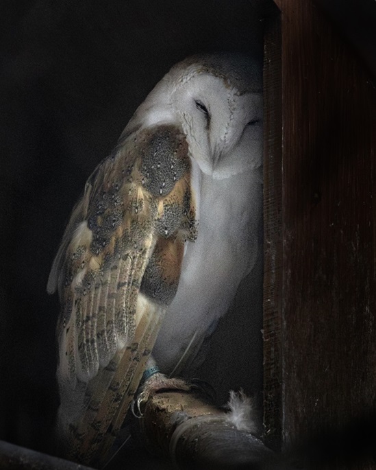 bruce-marshall-wildlife-second-2025.jpg bruce-marshall-wildlife-second-2025.jpg