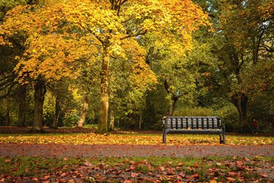 Autumnal park scene