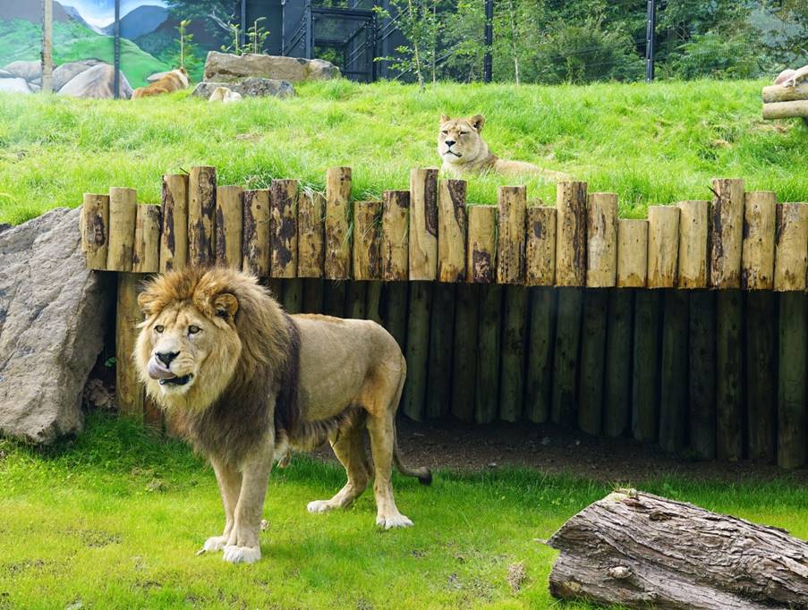 Barbary Lions in their new enclosure