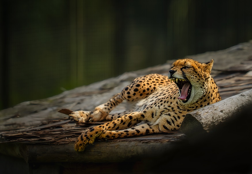 stephen-haydon-visitor-second-2025.jpg stephen-haydon-visitor-second-2025.jpg