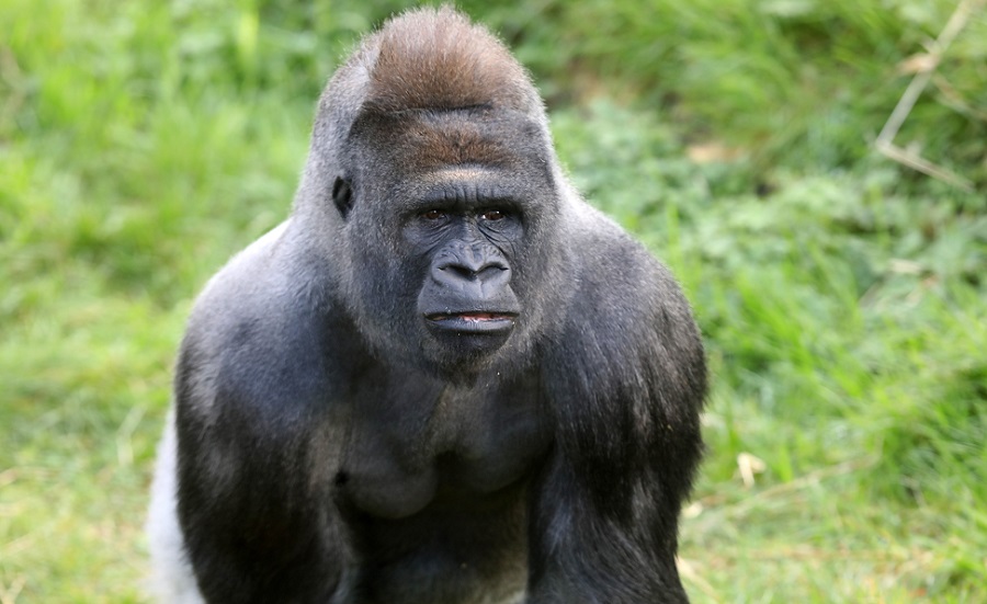 Belfast Zoo is closed on Saturday 22 and Sunday 23 August 2026