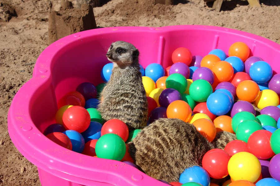 We celebrate the end of a ‘zooper’ Summer