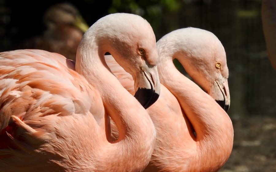 Treat whoever you’re wild about with Woo at the Zoo!