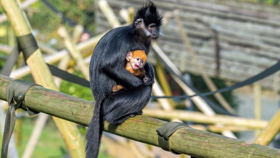 An incredibly rare François leaf monkey has been born!