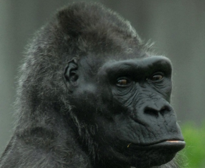 Delilah, the gorilla, has passed away at Belfast Zoo