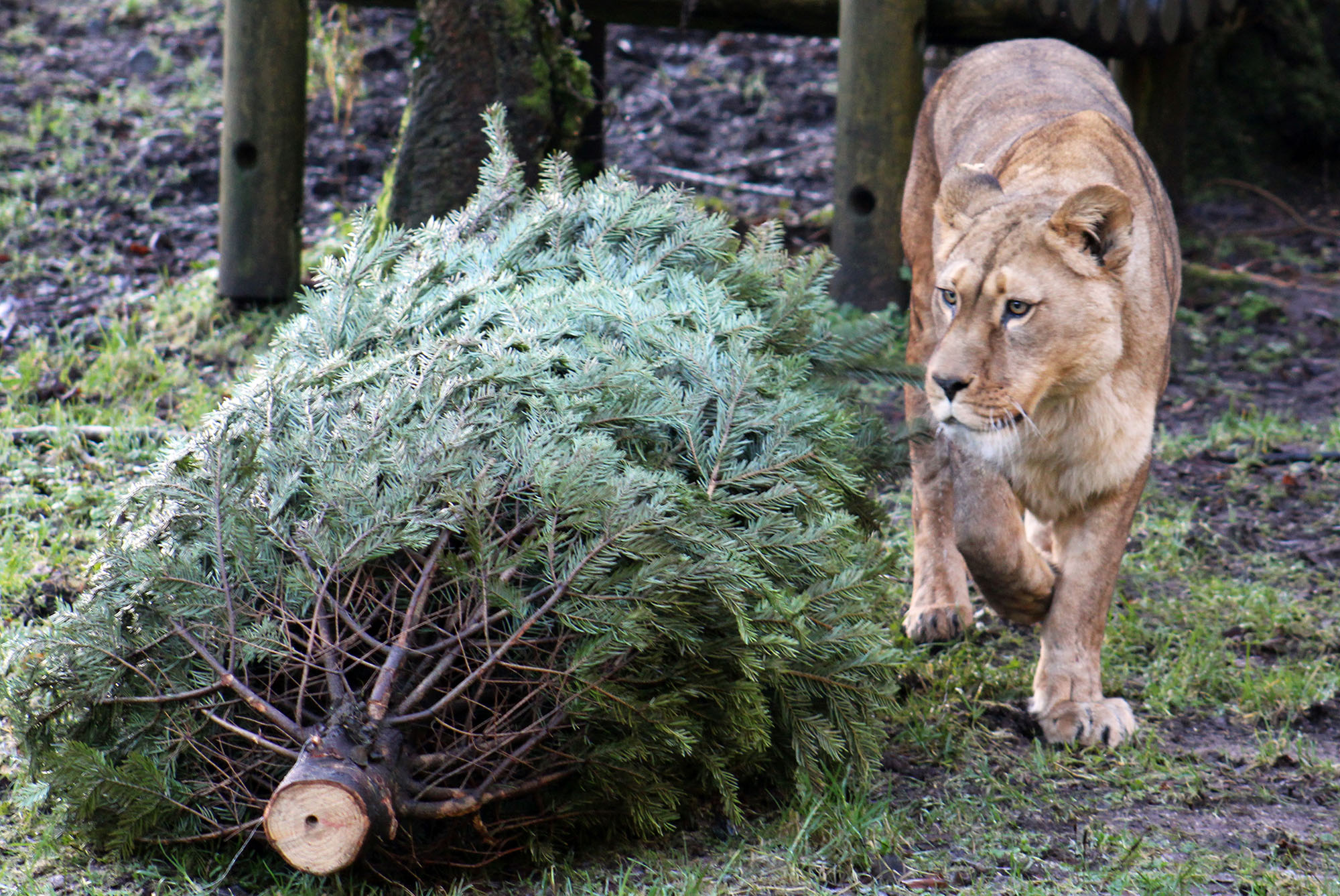 Recycle your Christmas tree