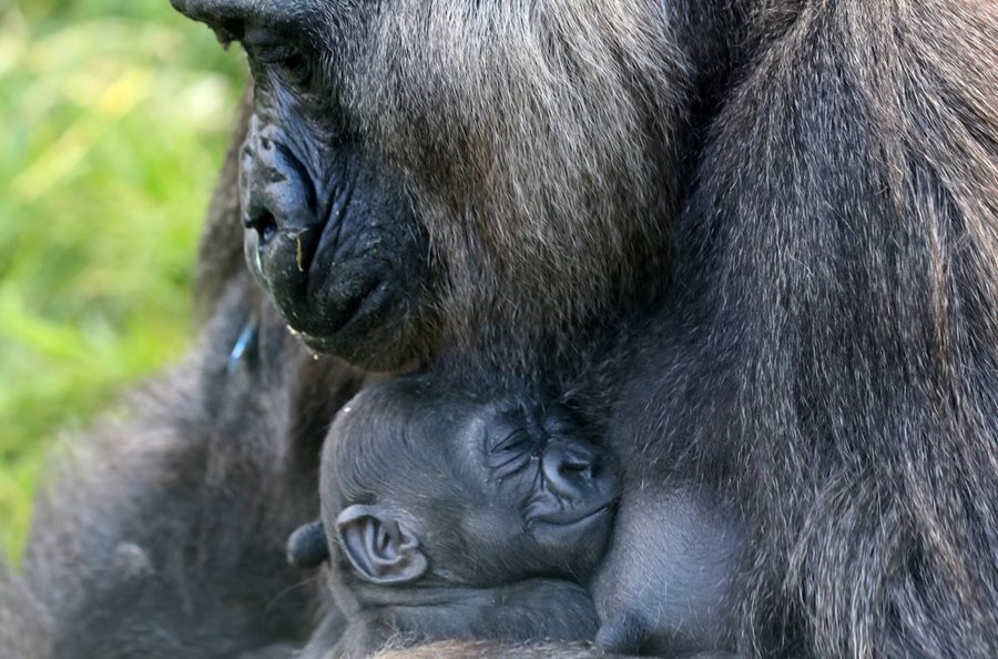 A critically endangered species of gorilla has been born at Belfast Zoo
