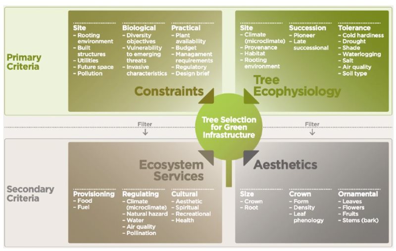 Graphic of the factors to consider for effective tree selection. Factors are split into two criteria; primary, and secondary. Primary criteria are divided into 'Constraints' (listed as site, biological, or practical limitations) and 'Tree Ecophysiology' (listed as the site, succession, or tolerance of tree species). Examples are listed for each of these factors. Secondary criteria are filtered as 'Ecosystem Services' (including provisioning, regulating, and cultural benefits), and 'Aesthetics' (refered to as the size, crown, and ornamental value of the species).
