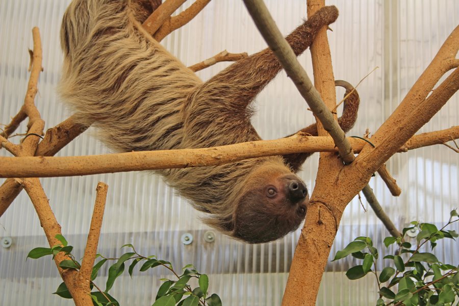 Refurbished Rainforest House reopens with new “Sloth Snug”
