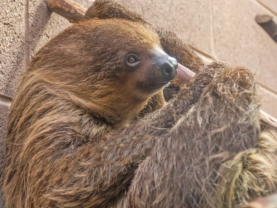 Slow burn romance? Belfast Zoo welcomes new female sloth to accompany resident male