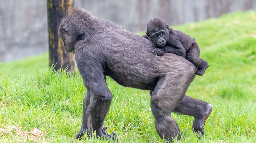 Zookeeper goes the distance for gorillas
