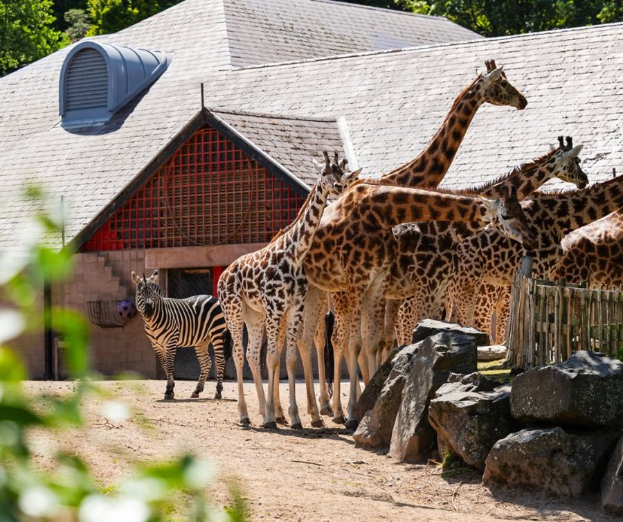 Science behind the zoo
