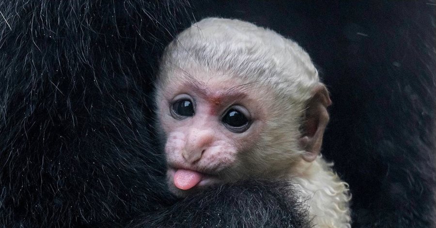 We welcome a new baby Colobus Monkey