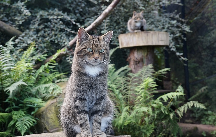 Quiet hours at Belfast Zoo