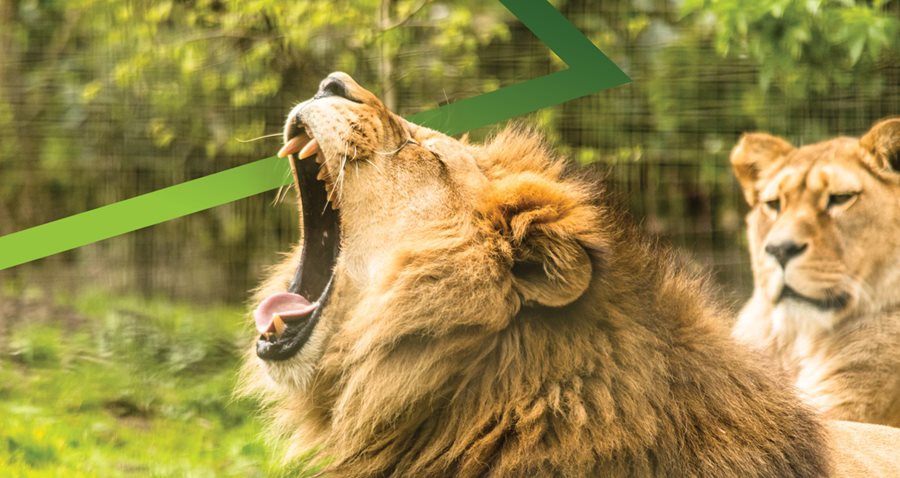 Roaring success at Belfast Zoo