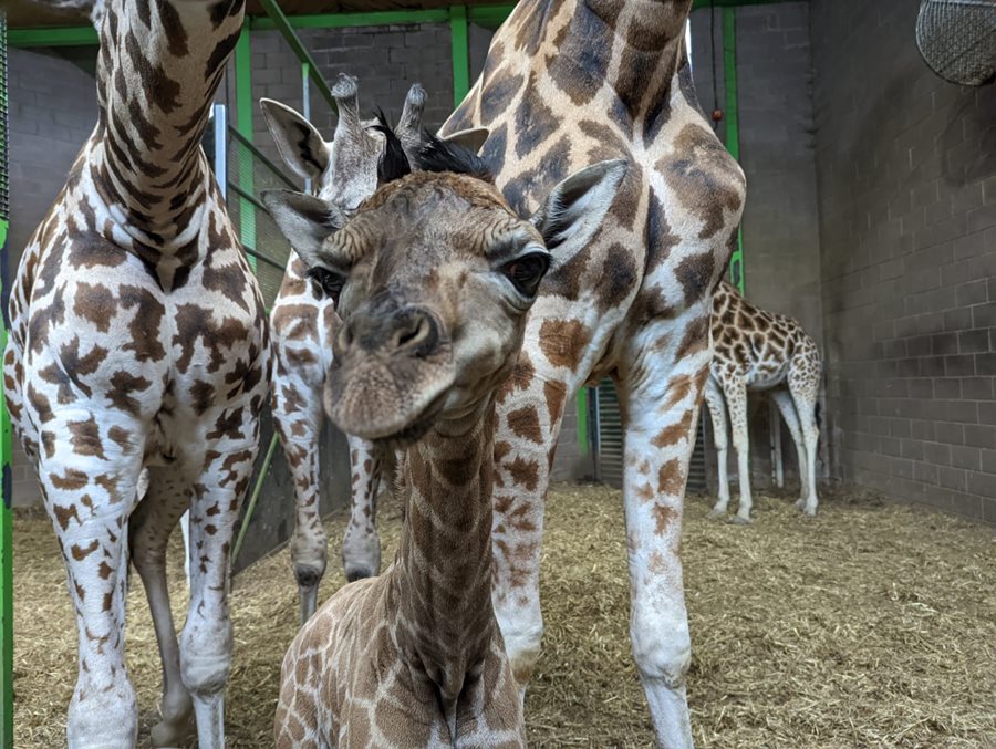 Meet handsome Henry! Belfast Zoo welcomes endangered giraffe calf to the herd