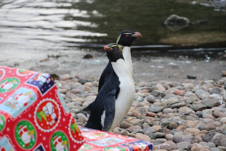 Feel festive at Belfast Zoo’s Wildlife Wonderland