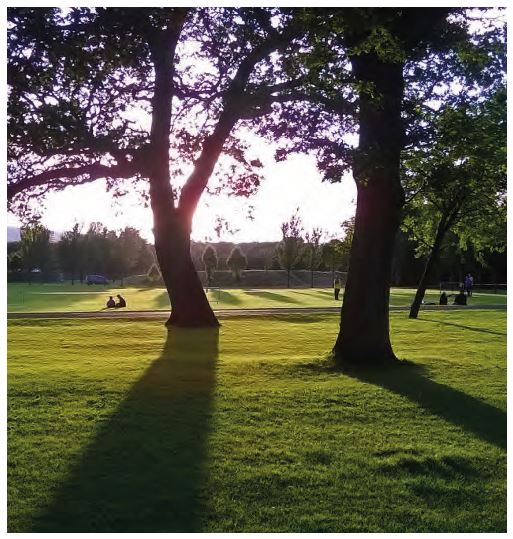 Trees within formal public open space provided in a public park.