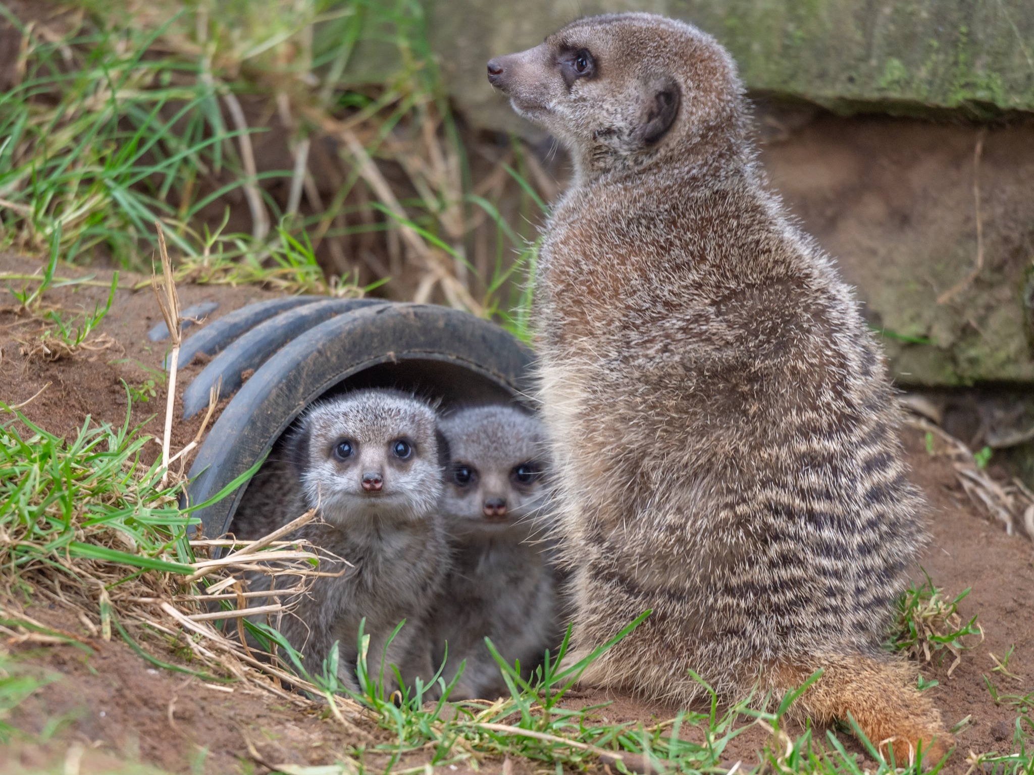 Celebrate Mother's Day with our 'mums go free' offer