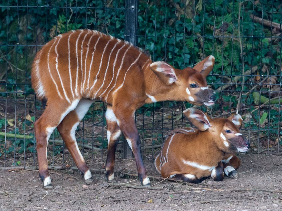 Baby bongos born weeks apart at Belfast Zoo