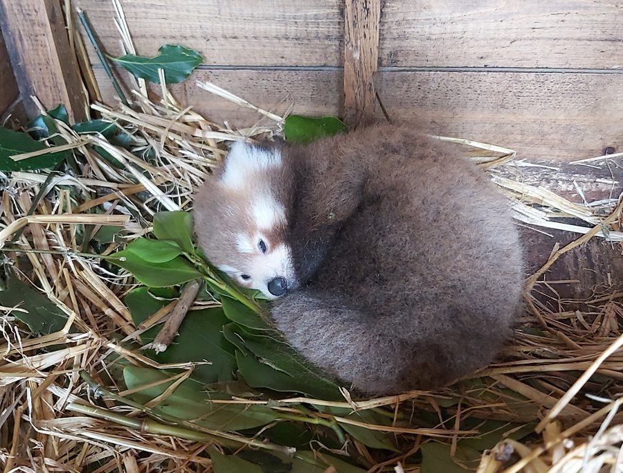 Belfast Zoo welcomes the arrival of an endangered red panda