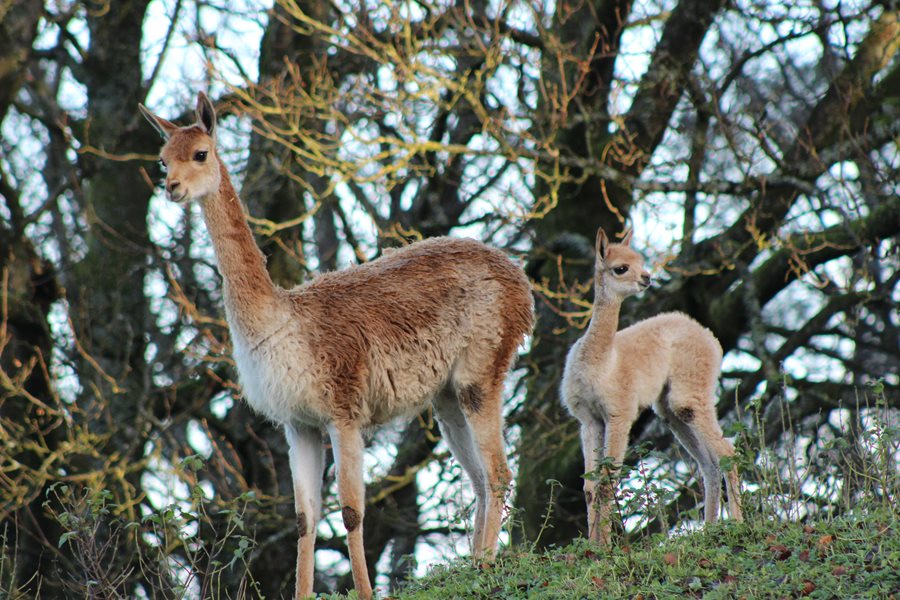 Belfast Zoo welcomes baby vicuna which was born during Storm Arwen