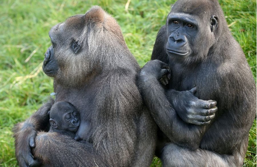 It's a boy! Help us pick a name for our baby gorilla