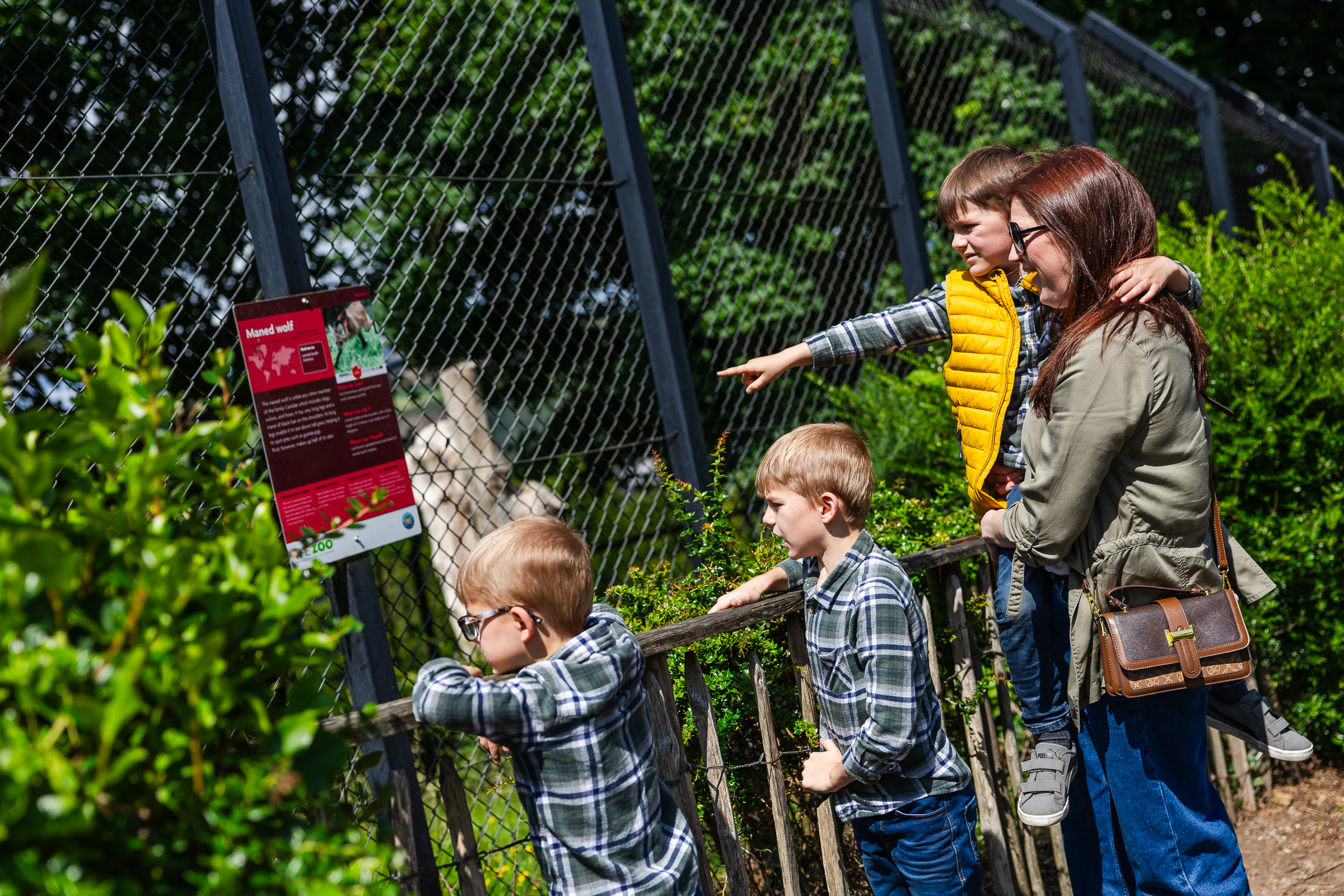 Celebrate St Patrick’s Day at Belfast Zoo