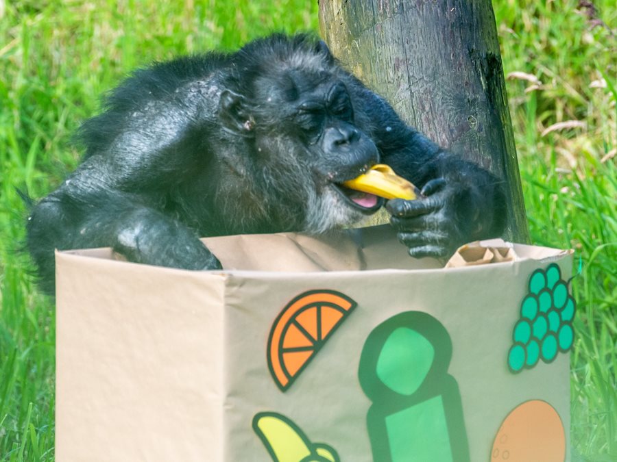 Belfast Zoo’s oldest chimp Lizzie celebrates 50th birthday