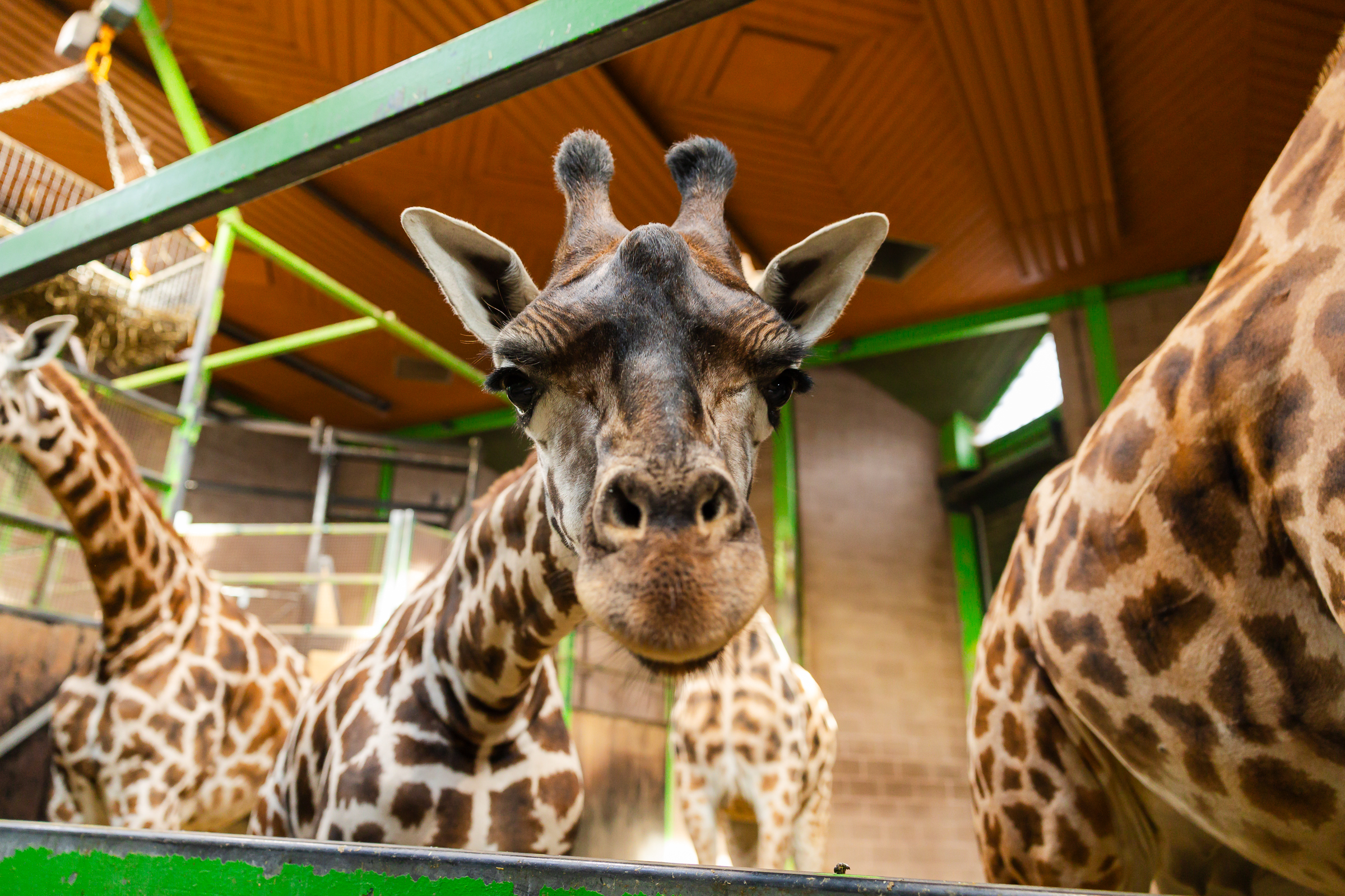 Science Behind the Zoo workshop