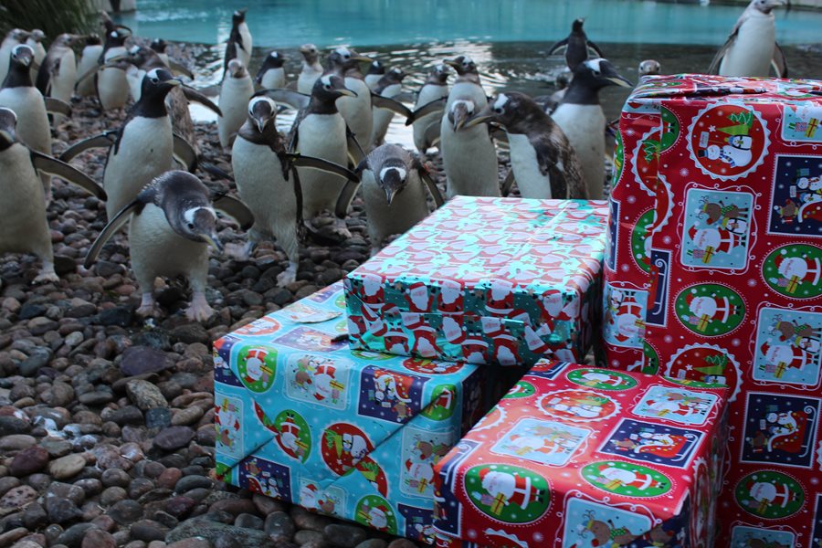Ho-ho-ho! Enjoy festive fun with Santa experiences at Belfast Zoo’s Wildlife Wonderland!