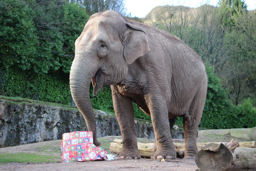 Christmas gifts don’t have to be a jumbo task this year