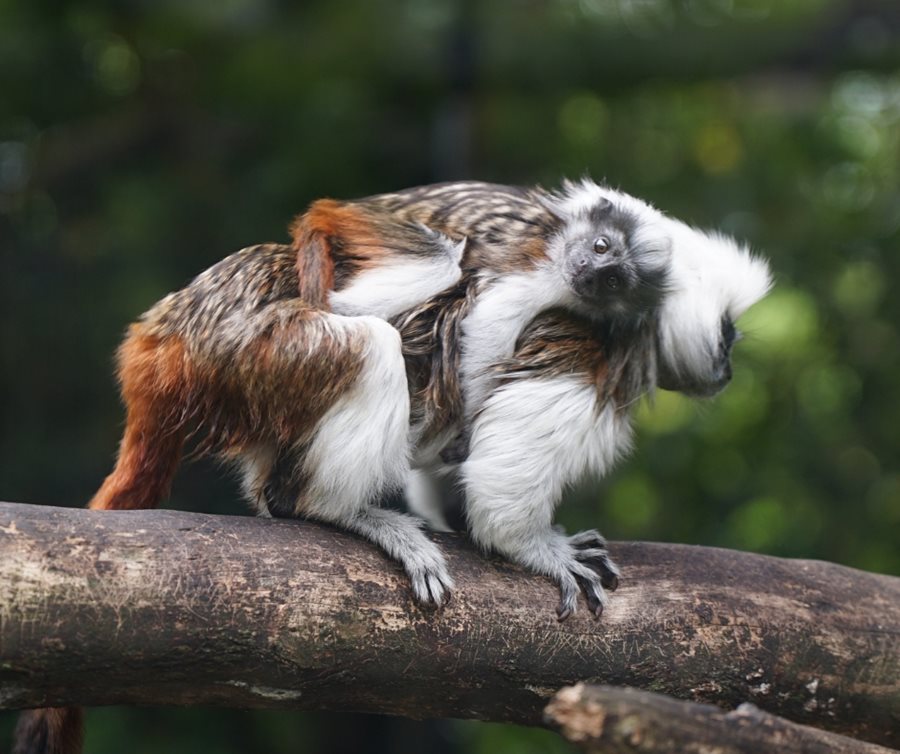 Baby boom at Belfast Zoo