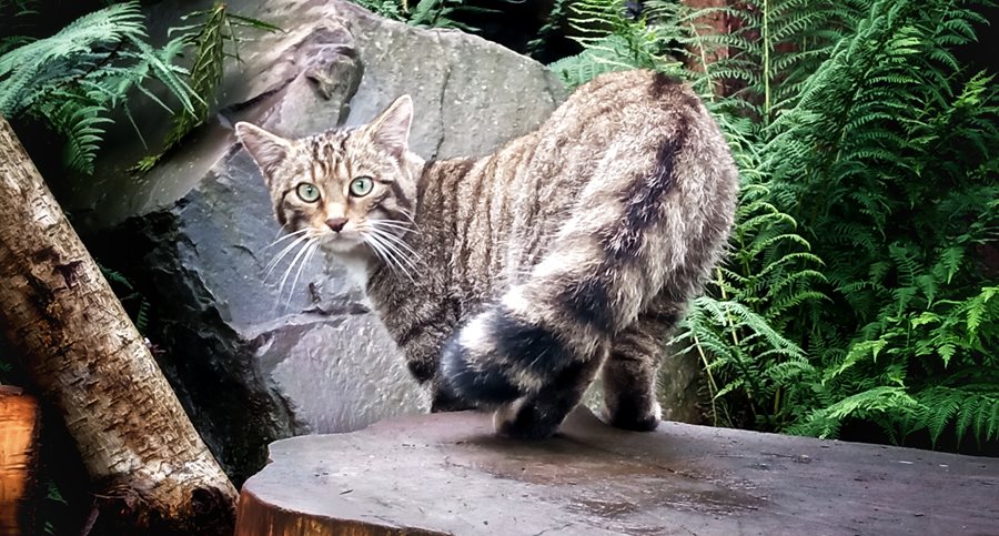 Shhh! Quiet Hours have returned to Belfast Zoo