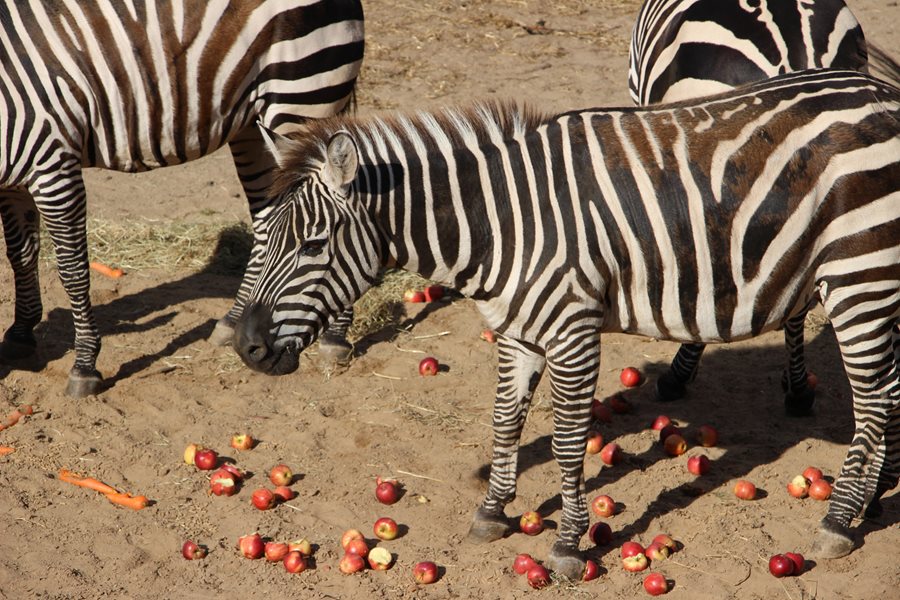 Sandy, the oldest zebra in Europe, celebrates her 40th Birthday here at Belfast Zoo