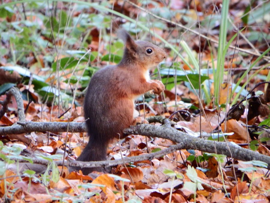 Lucky number seven – Castle Ward is our seventh release site for red squirrels!