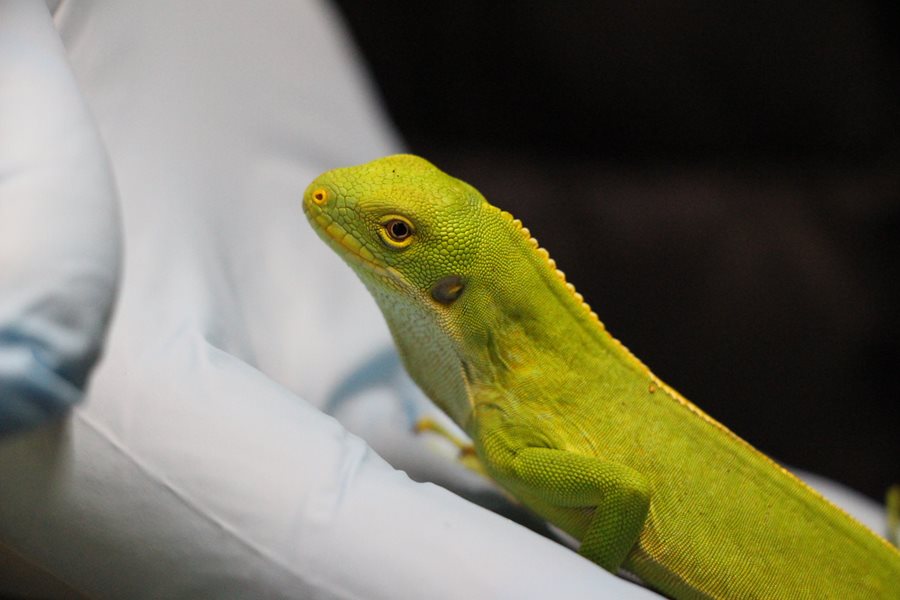 Endangered Fiji banded iguana is born at Belfast Zoo