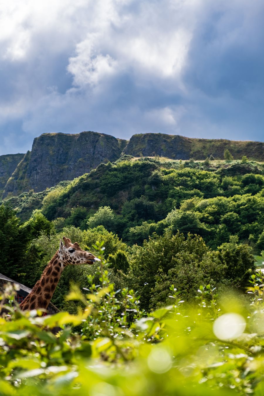 #LoveBelfastZoo visitor photo competition