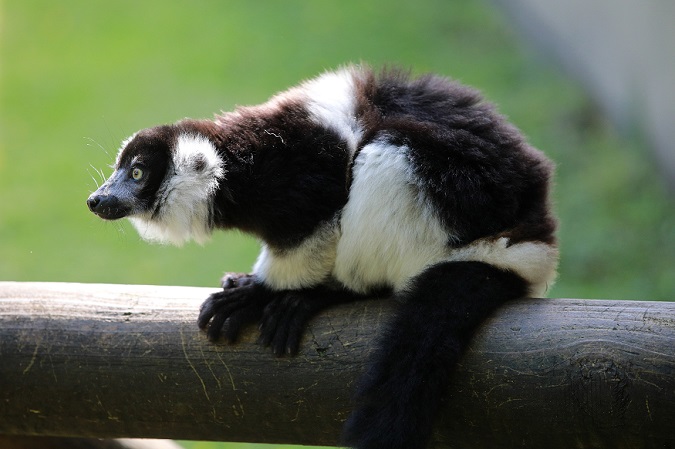 NI Science Festival: Learn about science behind animal care