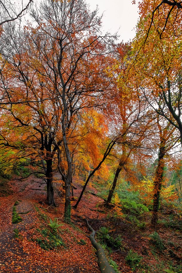 Autumnal trees in Belfast Castle Estate.