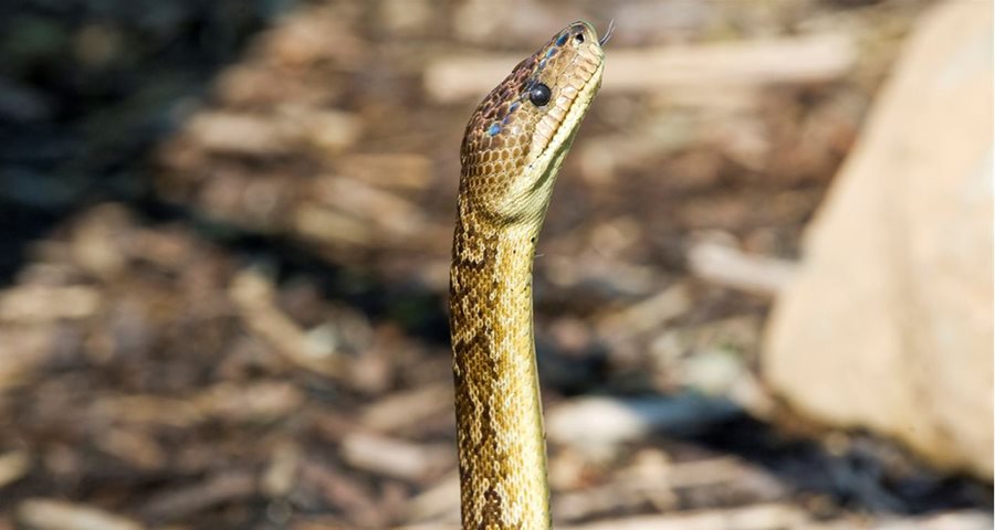 Slither over to Belfast Zoo this St Patrick’s Day!