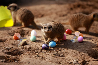 The Big Zoo Egg-venture